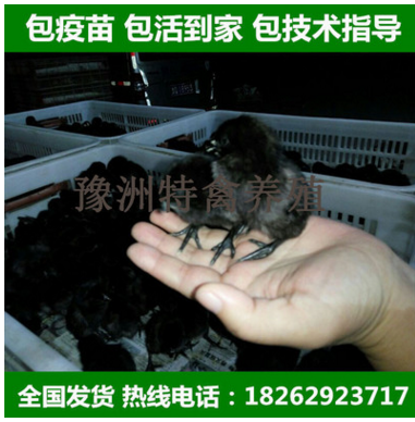 脱温鸡 五黑绿壳蛋鸡苗半大鸡 散养 成活率高 疫苗做齐 预定鸡苗图3