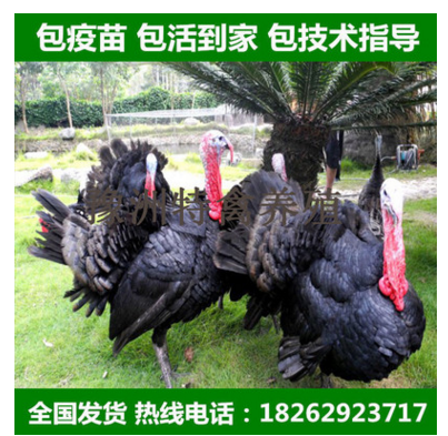 贝蒂娜火鸡苗 火鸡种蛋 圣诞火鸡 尼古拉火鸡 青铜花色 黑色火鸡图2