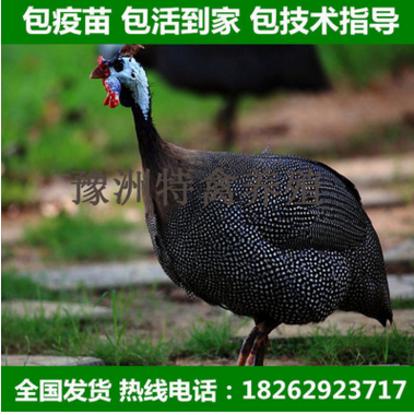 珍珠鸡苗大量供应 批发珍禽苗 珍禽品种 观赏 山鸡野鸡珍珠鸡图2