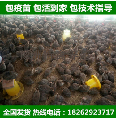 珍珠鸡苗大量供应 批发珍禽苗 珍禽品种 观赏 山鸡野鸡珍珠鸡图3