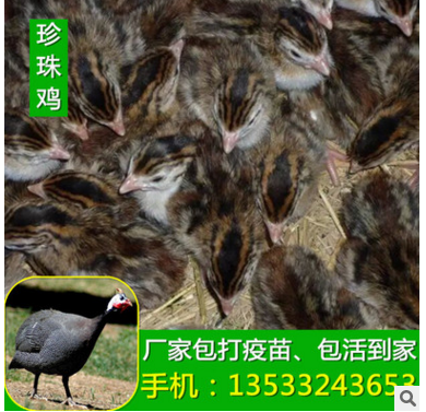 厂家直销 生态珍珠鸡苗幼崽 专业提供鸡苗现货 四川珍珠鸡图2