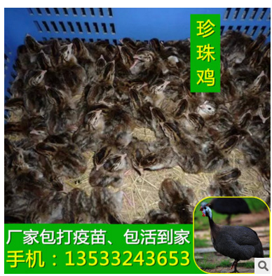 厂家直销 生态珍珠鸡苗幼崽 专业提供鸡苗现货 四川珍珠鸡图3