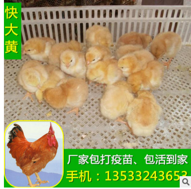 供应快速肉鸡苗快大型土鸡苗三黄鸡种苗图3