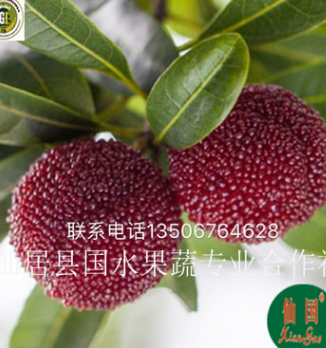 仙居杨梅 一级荸荠杨梅 批发供应仙居杨梅（早熟仙梅果小味无穷）图2