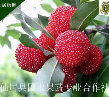 仙居杨梅 一级荸荠杨梅 批发供应仙居杨梅（早熟仙梅果小味无穷）图3