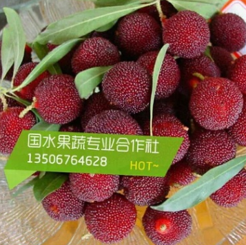 仙居东魁杨梅 供应特级礼盒东魁杨梅-----仙居县国水果蔬专业合作