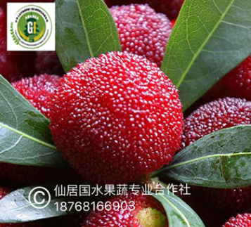 仙居杨梅红啦------东魁杨梅三级 欢迎您亲自上山采摘杨梅图3