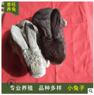 小兔子养殖场大量出售活体肉兔 种兔价格 提供养殖技术 专业养殖