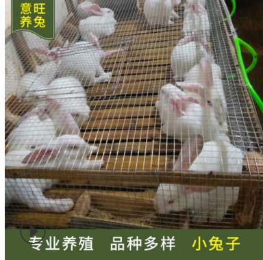 小兔子养殖场大量出售活体肉兔 种兔价格 提供养殖技术 专业养殖图2