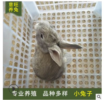 小兔子养殖场大量出售活体肉兔 种兔价格 提供养殖技术 专业养殖图3