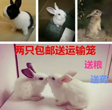 兔子活体宠物兔宝宝迷你兔子公主兔熊猫兔小白兔小黑兔肉兔包邮