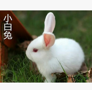 兔子活体宠物兔宝宝迷你兔子公主兔熊猫兔小白兔小黑兔肉兔包邮图2