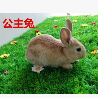 兔子活体宠物兔宝宝迷你兔子公主兔熊猫兔小白兔小黑兔肉兔包邮图3