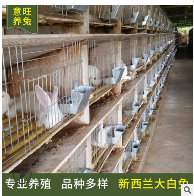 新西兰大白兔养殖场大量出售活体肉兔 新西兰大白兔价格 提供养殖