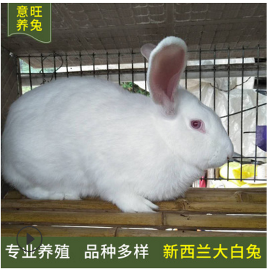 新西兰大白兔养殖场大量出售活体肉兔 新西兰大白兔价格 提供养殖图2