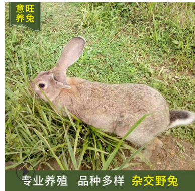养殖场大量出售 杂交野兔种兔活体 比利时野兔 肉兔 活体