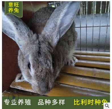比利时种兔养殖场大量出售活体肉兔 比利时种兔价格 提供养殖技术图2
