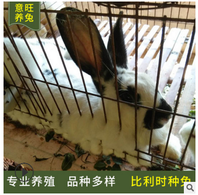 比利时种兔养殖场大量出售活体肉兔 比利时种兔价格 提供养殖技术图3
