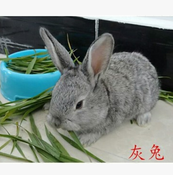 小白兔公主兔熊猫兔子肉兔黑兔灰兔活体 量多可议价图3