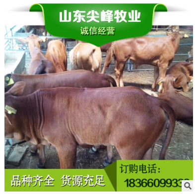 利木赞牛牛犊 活体纯种利木赞牛怎么卖 山东利木赞牛养殖场直销图2