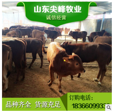 利木赞牛牛犊 活体纯种利木赞牛怎么卖 山东利木赞牛养殖场直销图3