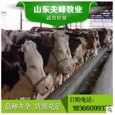 专业养殖利木赞小肉牛犊 利木赞小肉牛犊价格9折优惠包邮养大回收图3