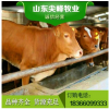 大型肉牛养殖基地出售鲁西黄牛牛犊包邮 鲁西黄牛肉牛犊免费运