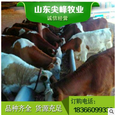 大型肉牛养殖基地出售鲁西黄牛牛犊包邮 鲁西黄牛肉牛犊免费运图2