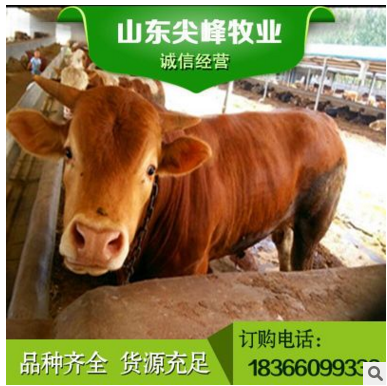 大型肉牛养殖基地出售鲁西黄牛牛犊包邮 鲁西黄牛肉牛犊免费运图3
