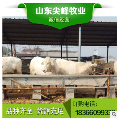 夏洛莱牛多少钱一头 夏洛莱牛养殖场 纯种夏洛莱牛牛犊批发价格图2