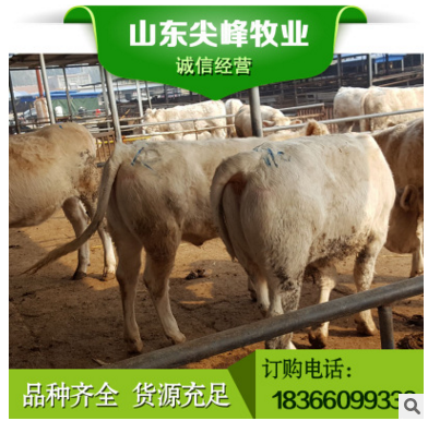 夏洛莱牛多少钱一头 夏洛莱牛养殖场 纯种夏洛莱牛牛犊批发价格图3