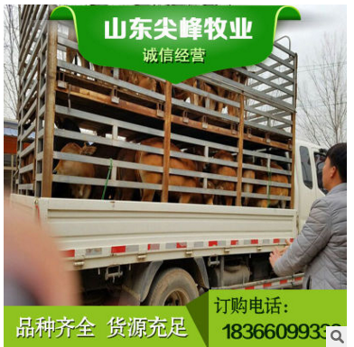 出售肉牛苗活体 牛活体苗肉牛 养牛一年赚多少肉牛苗活牛鲁西包邮图3