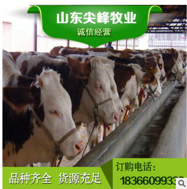 出售肉牛苗活体 牛活体苗肉牛 养牛一年赚多少肉牛苗活牛鲁西包邮图2