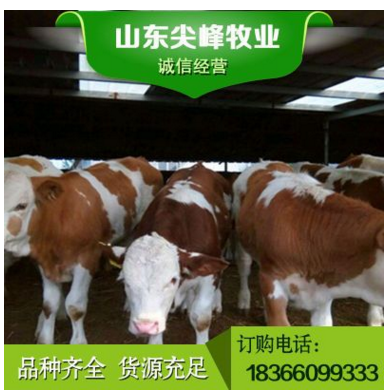 正规企业肉牛养殖 肉牛养殖场 肉牛价格 西门塔尔牛长肉快 早出栏