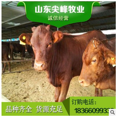 正规企业肉牛养殖 肉牛养殖场 肉牛价格 西门塔尔牛长肉快 早出栏图2