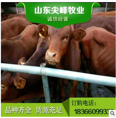 正规企业肉牛养殖 肉牛养殖场 肉牛价格 西门塔尔牛长肉快 早出栏图3