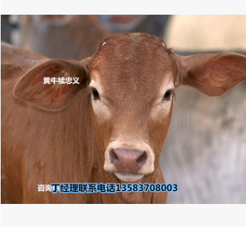 出售鲁西黄牛苗 鲁西黄牛 小牛犊价格 养殖黄牛小牛犊行情图3