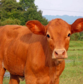 2017年厂家热销鲁西黄牛牛犊 肉牛品种 牛苗价格 黄牛品种好
