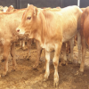 秋季降低纯种鲁西黄牛 山东售鲁西黄牛出栏价格 提供养殖技术