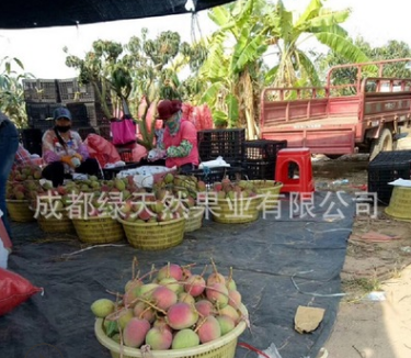 苹果芒芒果中的贵族肉厚核小浓郁芳香甜甜甜甜5斤装包邮一件代发图2