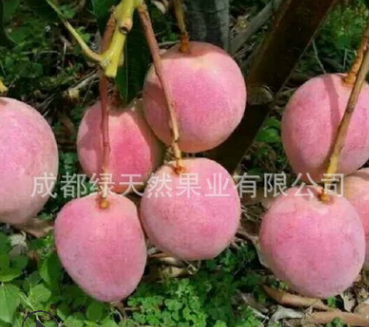 苹果芒芒果中的贵族肉厚核小浓郁芳香甜甜甜甜5斤装包邮一件代发图3