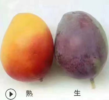 四川攀枝花热带当季早熟新鲜水果批发贵妃芒果非海南广西现摘包邮图3