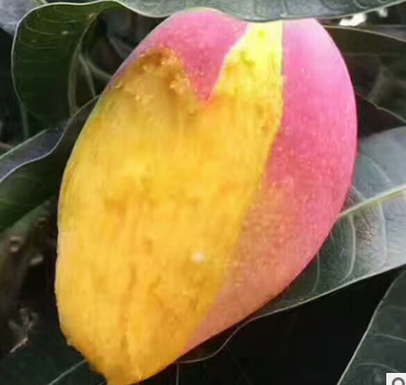 海南小贵妃芒果 新鲜水果红金龙5斤中果批发包邮非攀枝花芒果大青图2