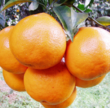 青见柑橘新鲜水果5斤8斤批发 果园现摘包邮橙子绿色食品一件代发