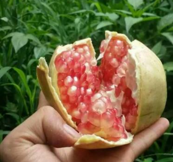 四川新鲜水果凉山州会理石榴5斤中果青皮石榴软子石榴非蒙自石榴图2