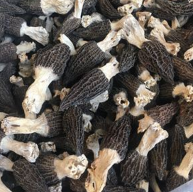 羊肚菌干货 产地直销 云南特产野生食用菌 特级质量图2