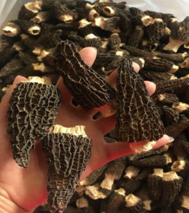 羊肚菌干货 种植羊肚菌 全剪柄 5-7cm大个头 精品质量 产地直销图3