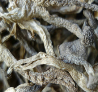 鹿茸菌菇 云南野生食用菌 鹿茸菇批发 产地直销 一手货源图2
