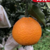 丑橘新鲜现摘水果 长期经营批发零售销售