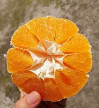 丑橘新鲜现摘水果 长期经营批发零售销售图2